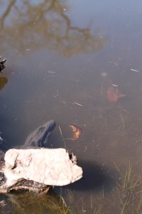 the great California Newt in all its glory